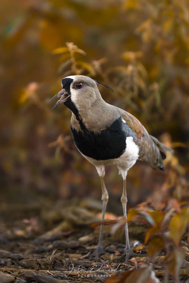 Avefría Tero - ML646948068