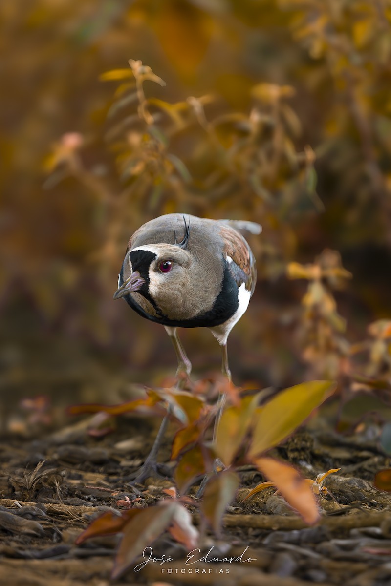 Avefría Tero - ML646948069