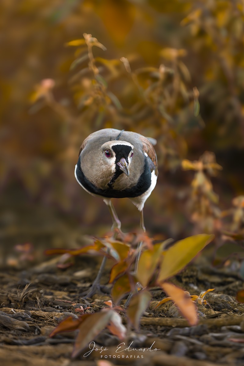 Avefría Tero - ML646948070