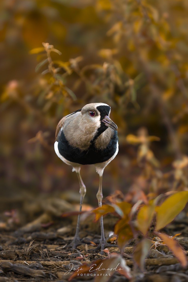 Avefría Tero - ML646948071