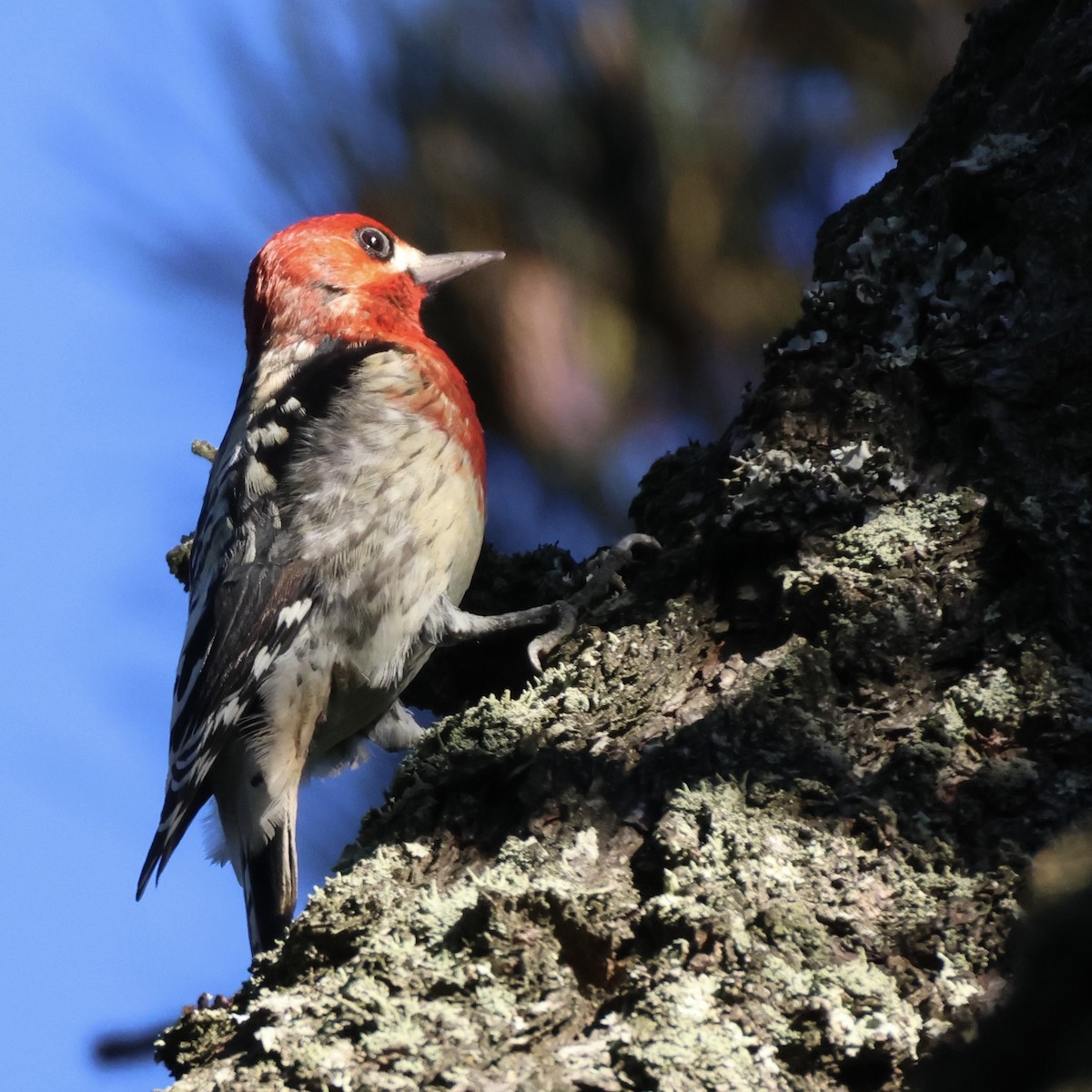 Chupasavia Pechirrojo - ML646948072