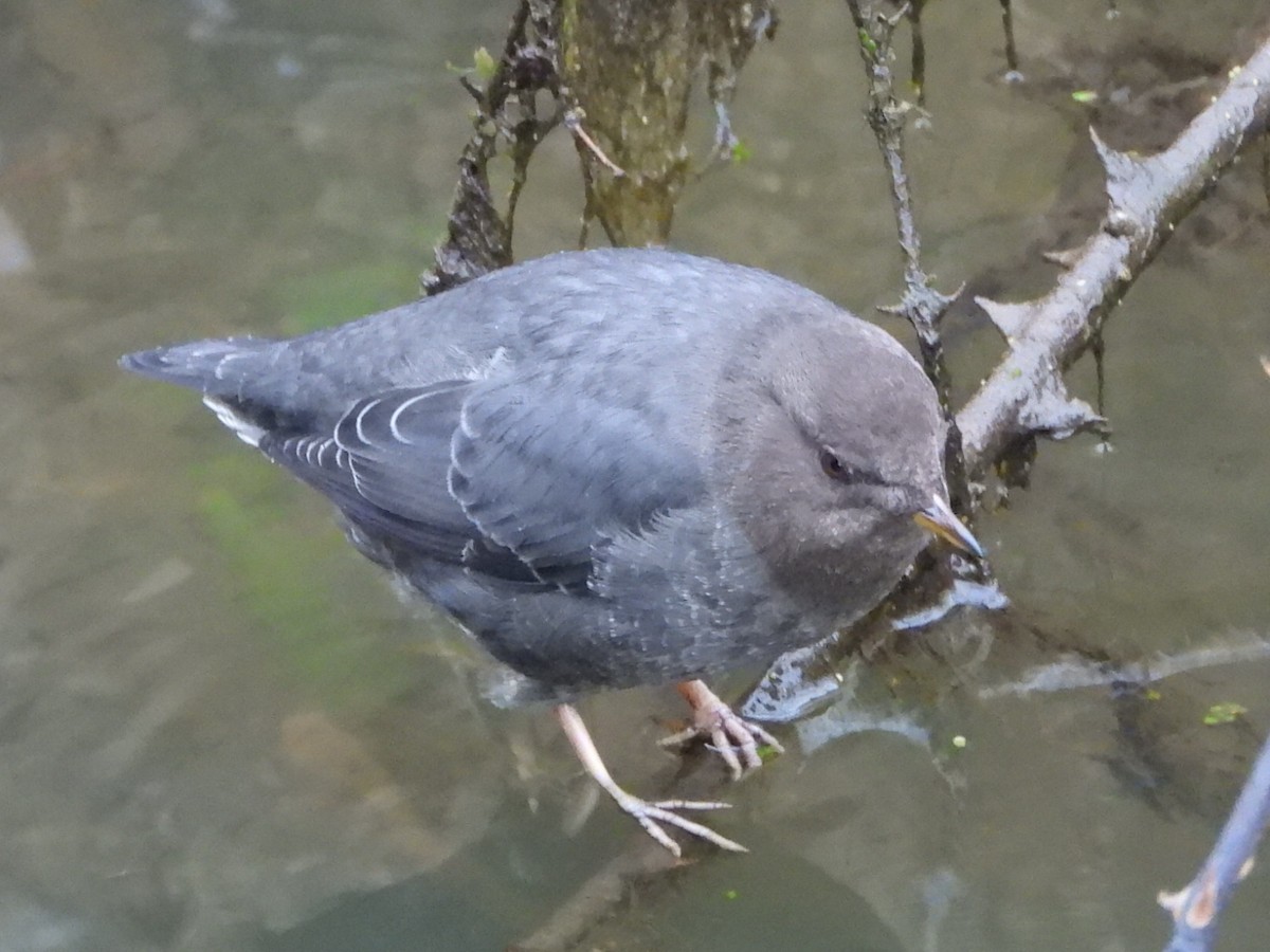 Mirlo Acuático Norteamericano - ML646948073