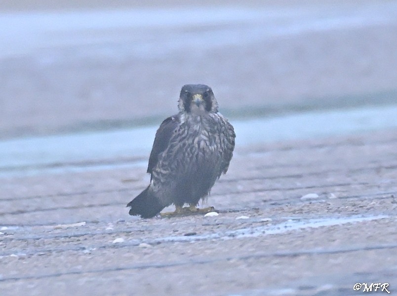 Peregrine Falcon - ML646948074