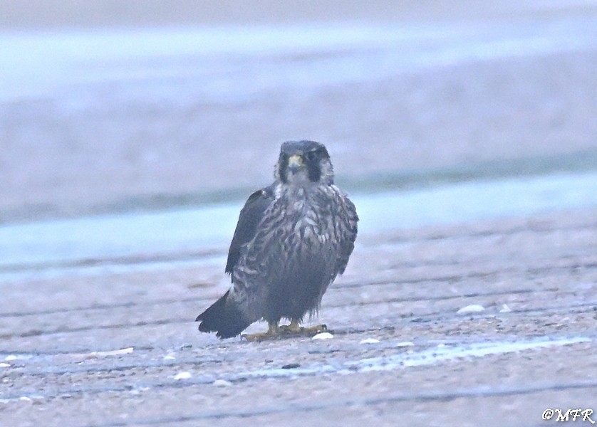 Peregrine Falcon - ML646948075