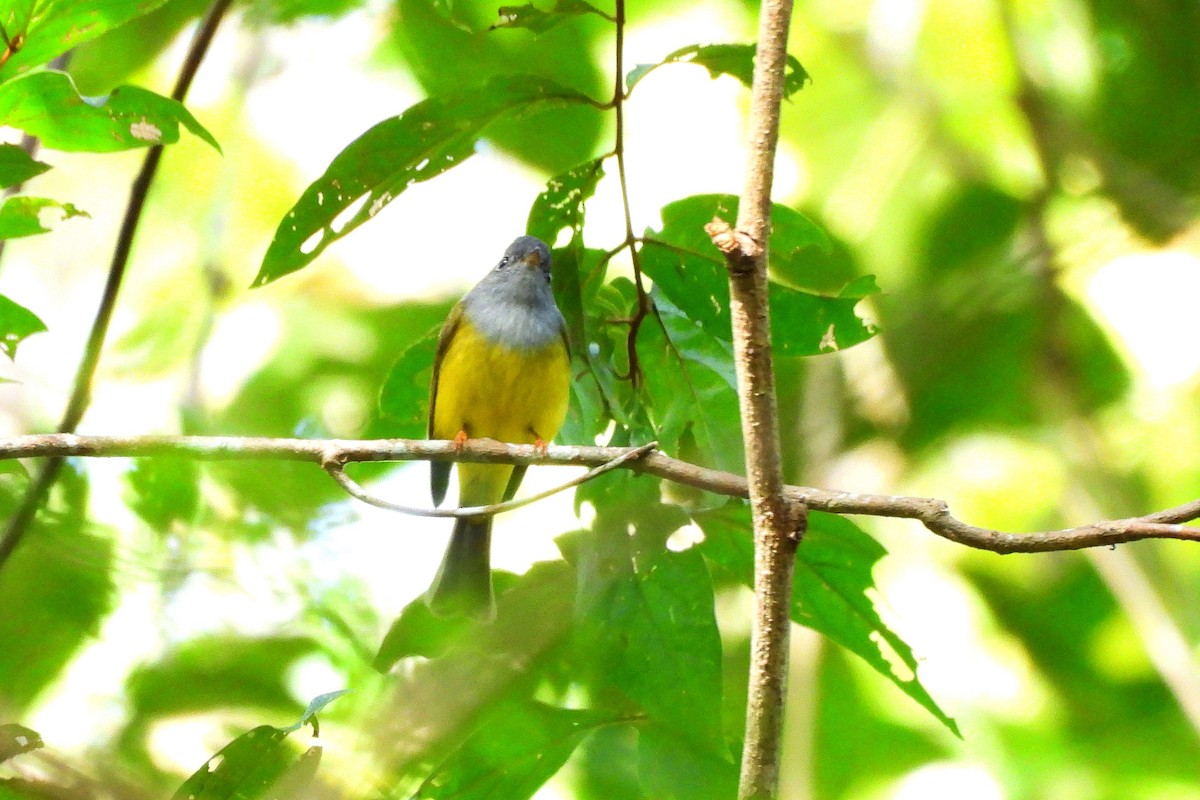 Gray-headed Canary-Flycatcher - ML646948076