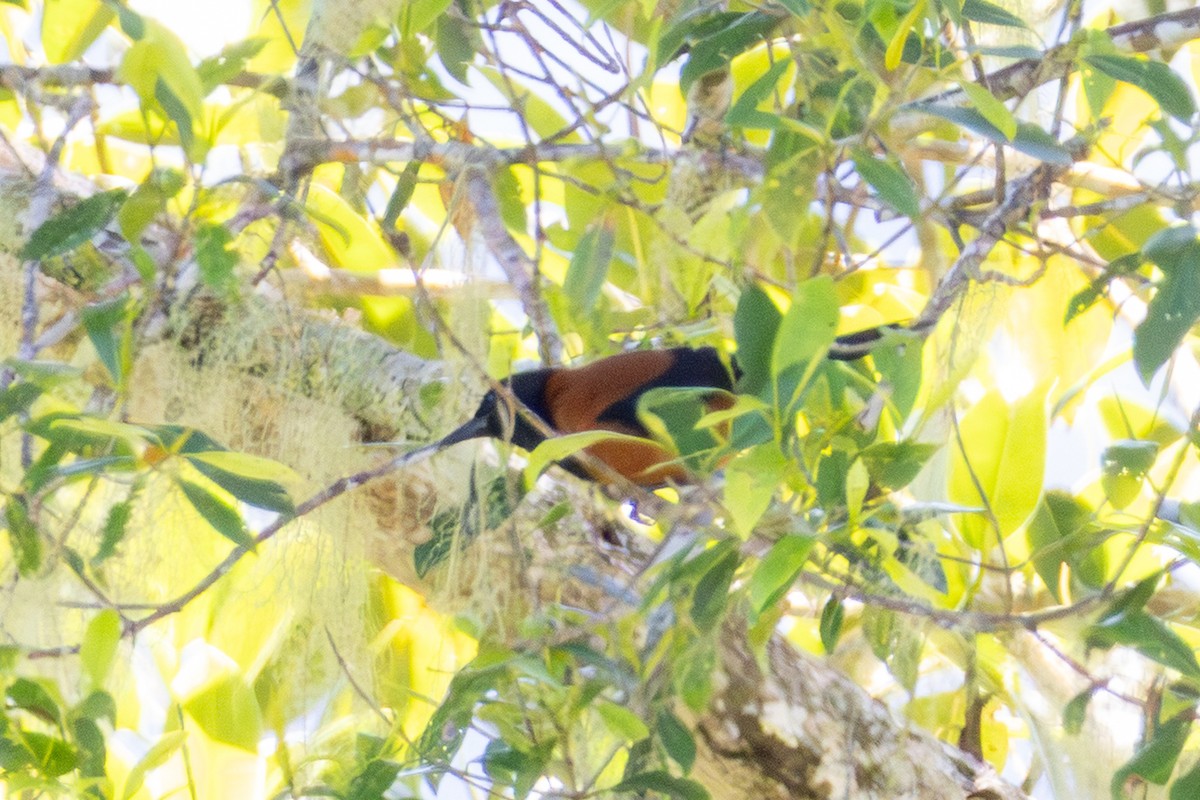 Hooded Pitohui - ML646948077