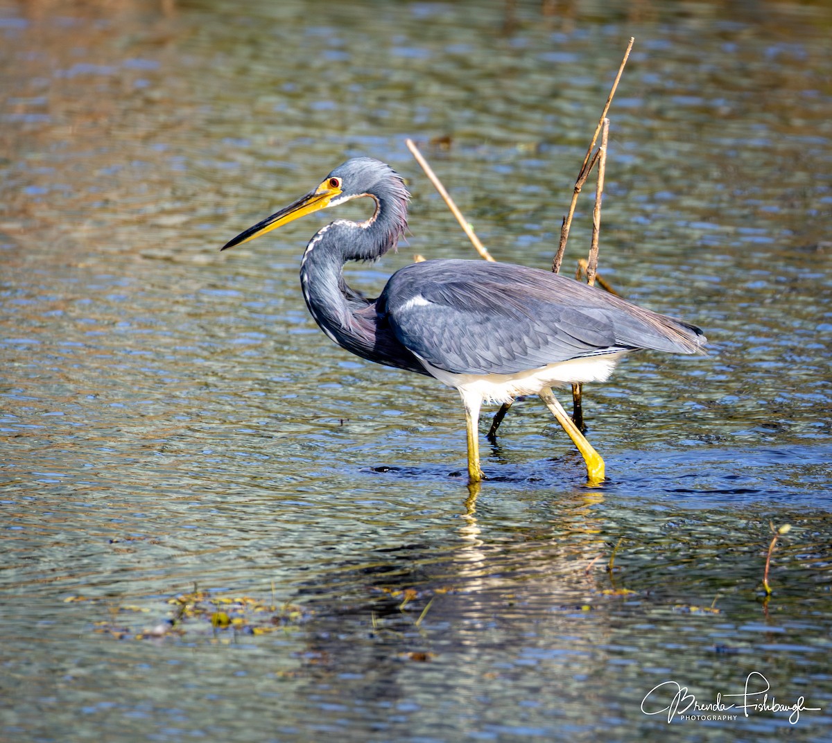 Трёхцветная цапля - ML646948079