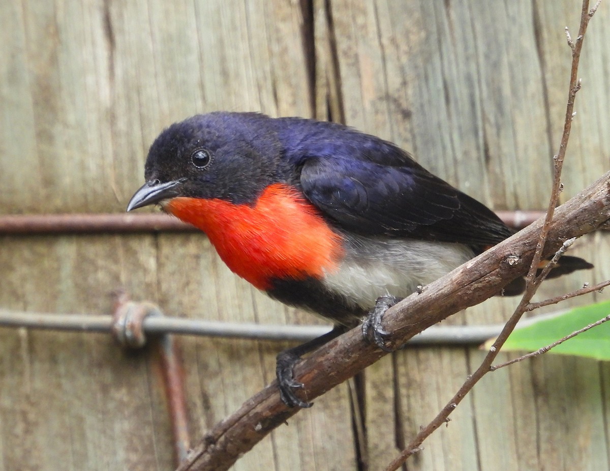 Mistletoebird - ML646948080
