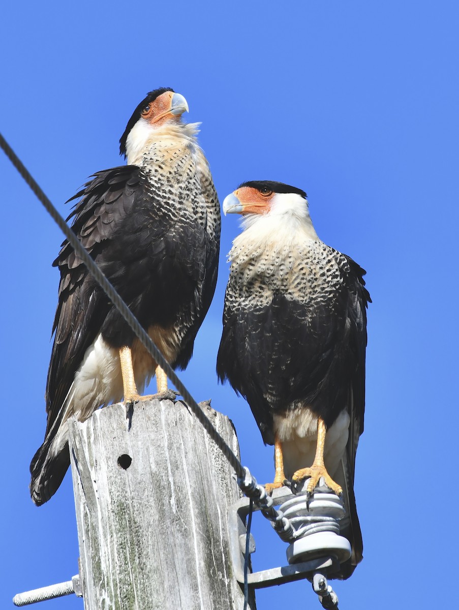 Crested Caracara - ML646948081