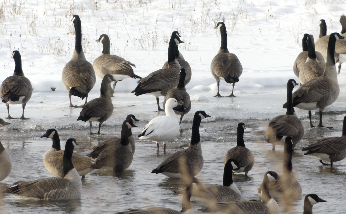 Snow Goose - ML646948082