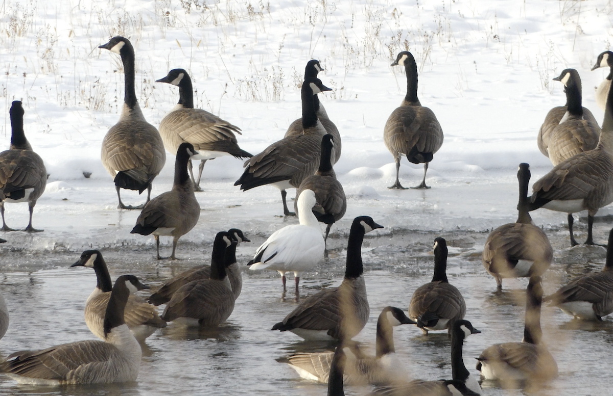 Snow Goose - ML646948083