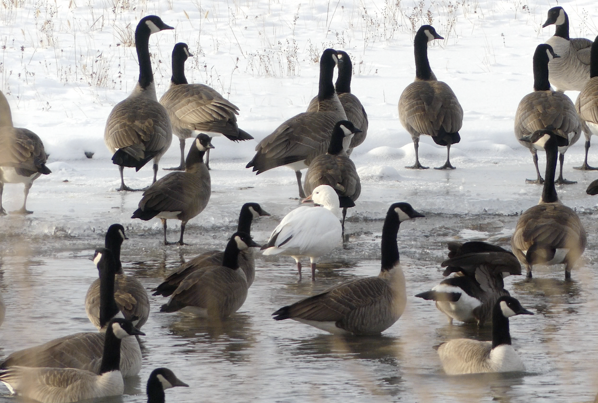 Snow Goose - ML646948084