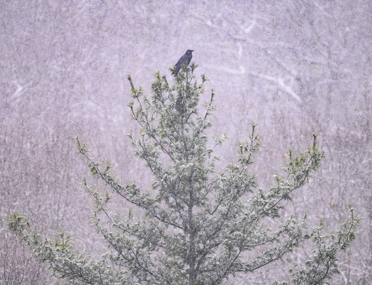 Erroi handia - ML646948085