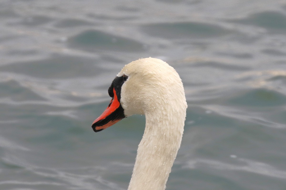 Cygne tuberculé - ML646948088