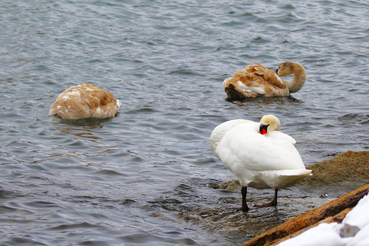 Cygne tuberculé - ML646948089