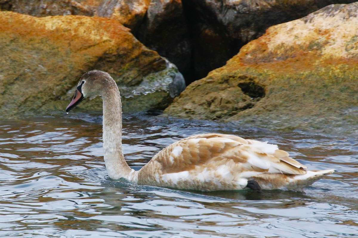 Cygne tuberculé - ML646948091
