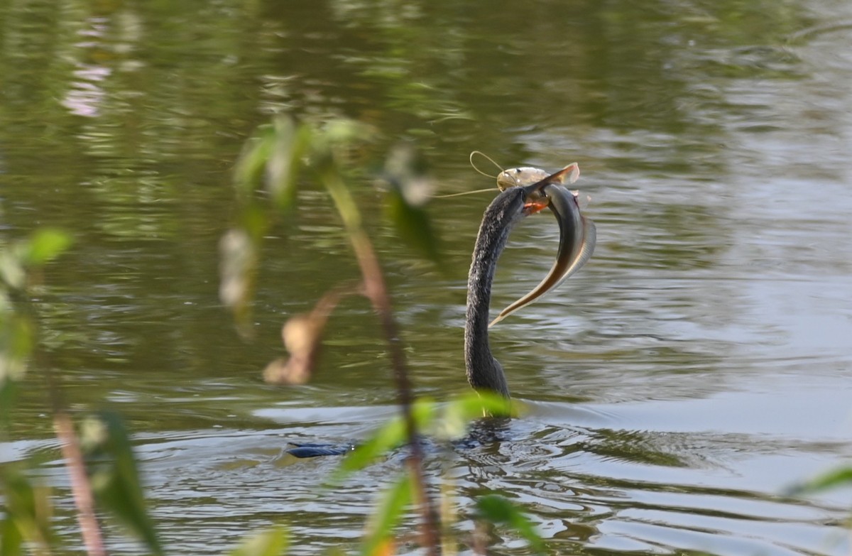 Oriental Darter - ML646948092