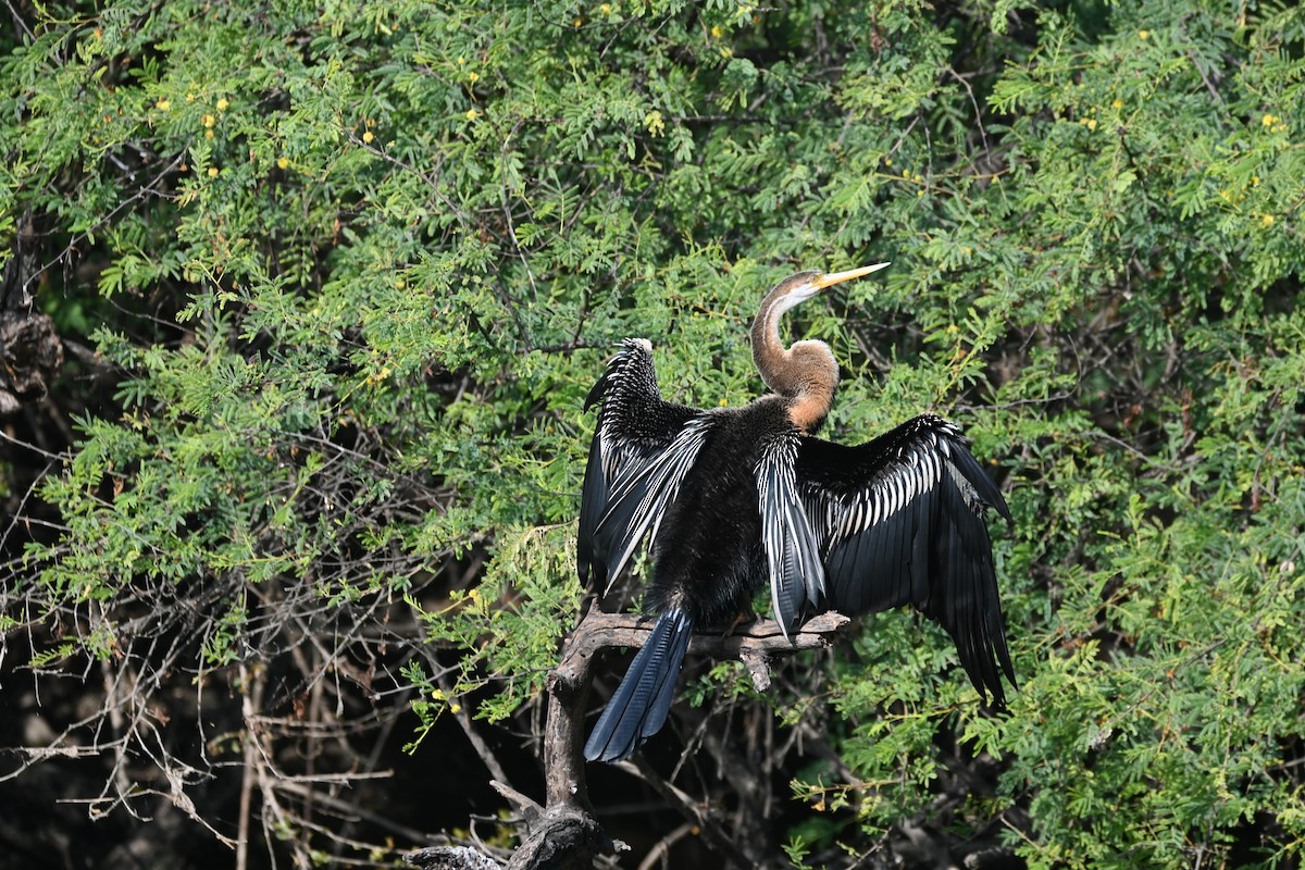 Oriental Darter - ML646948093