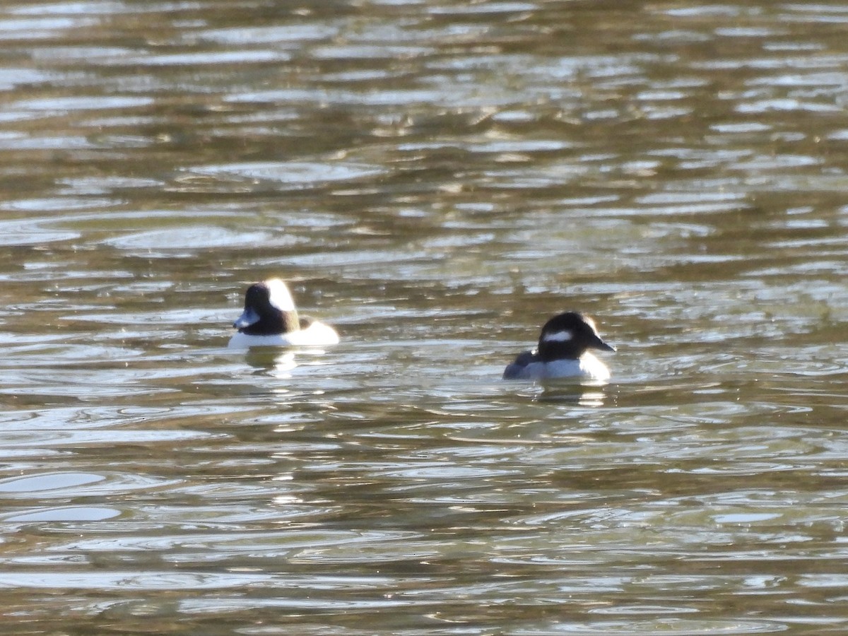 Bufflehead - ML646948095