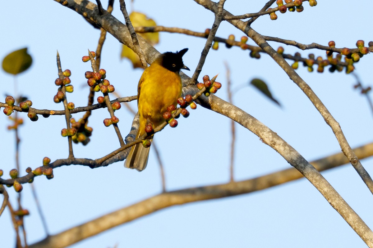 Black-crested Bulbul - ML646948096