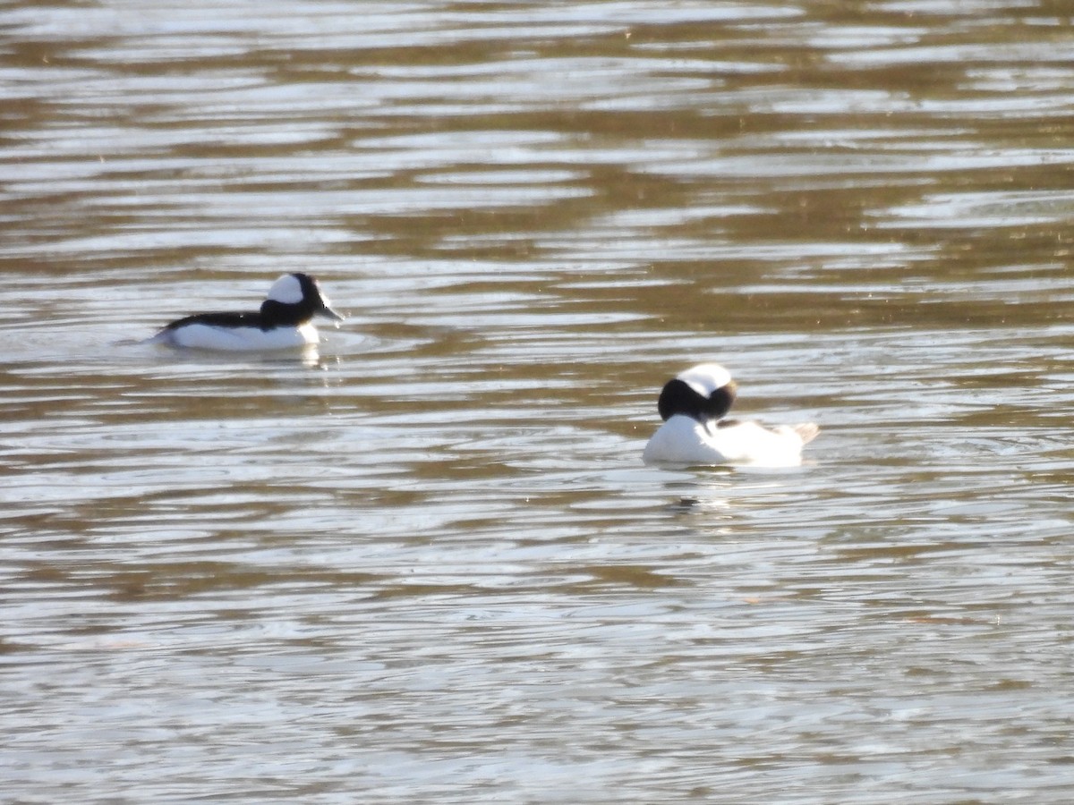 Bufflehead - ML646948097