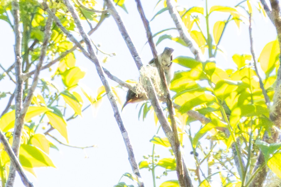 Red Myzomela - ML646948098