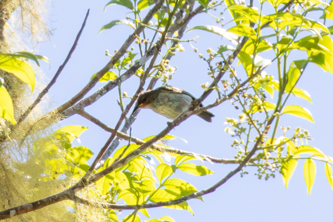 Red Myzomela - ML646948099