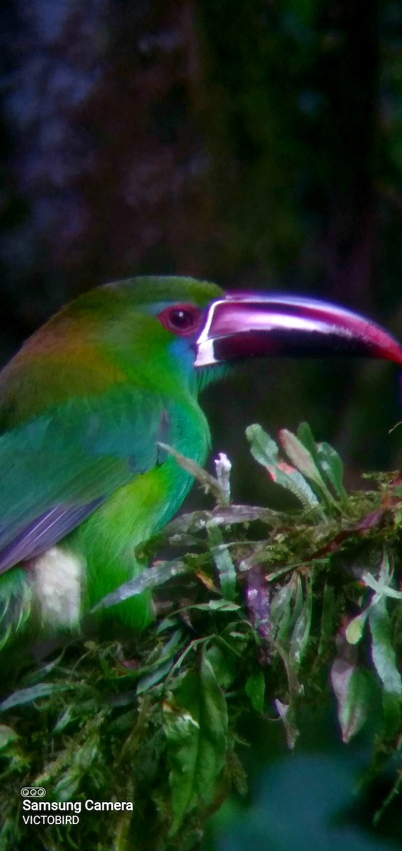 Crimson-rumped Toucanet - ML646948101