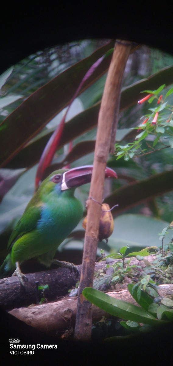 Crimson-rumped Toucanet - ML646948103