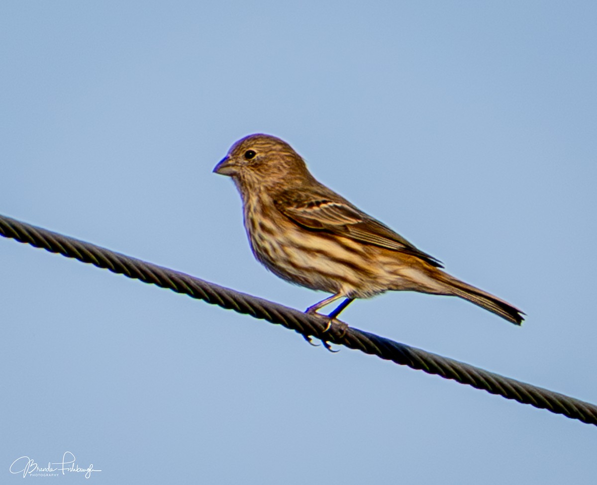 Roselin familier - ML646948105