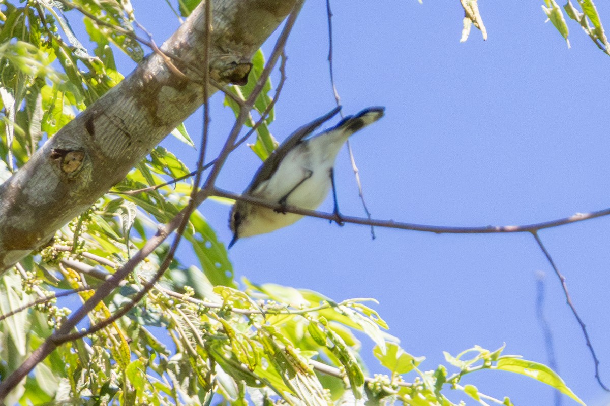 Brown-breasted Gerygone - ML646948106