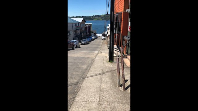 čimango argentinský - ML646948108