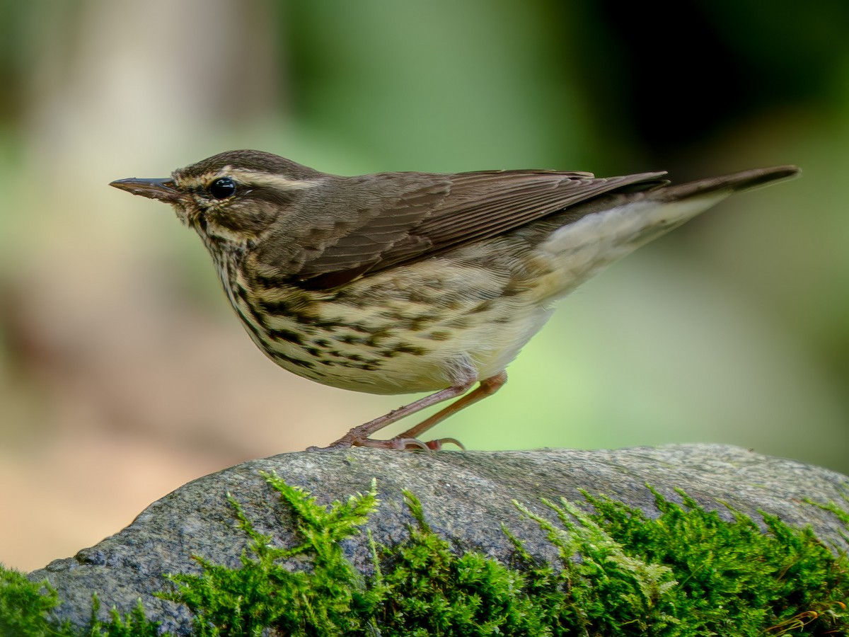 Northern Waterthrush - ML646948110