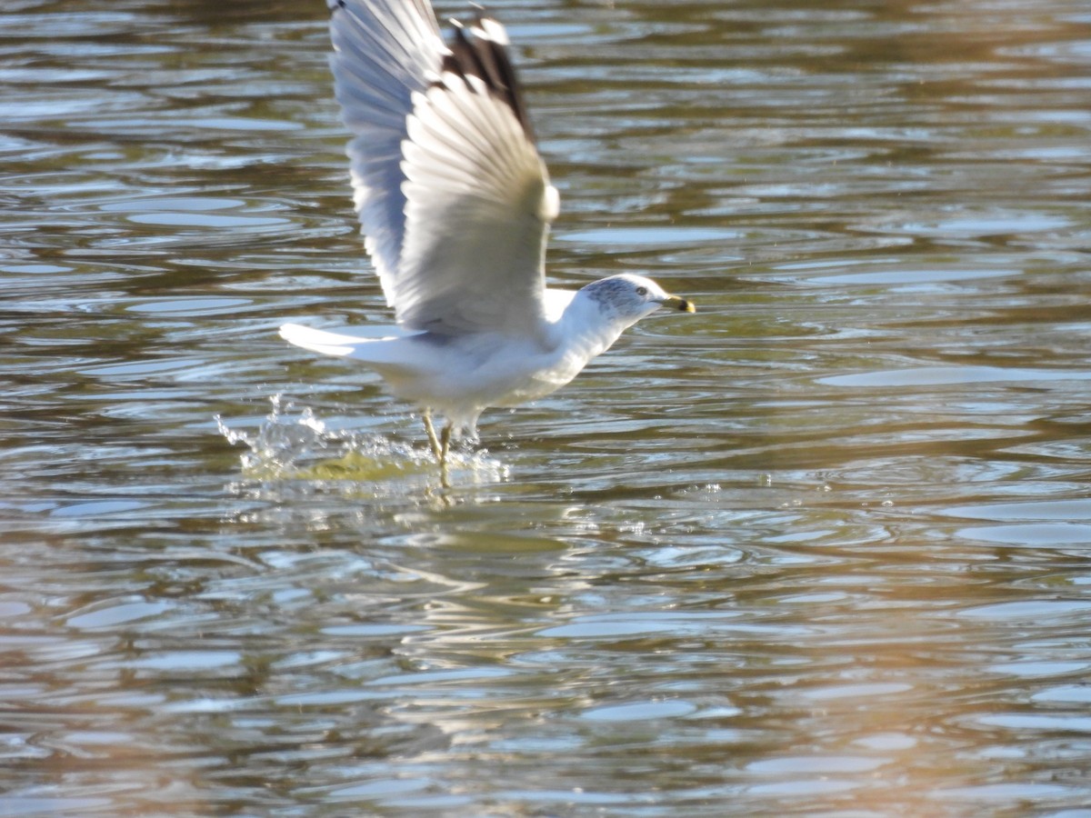 Ring-billed Gull - ML646948111
