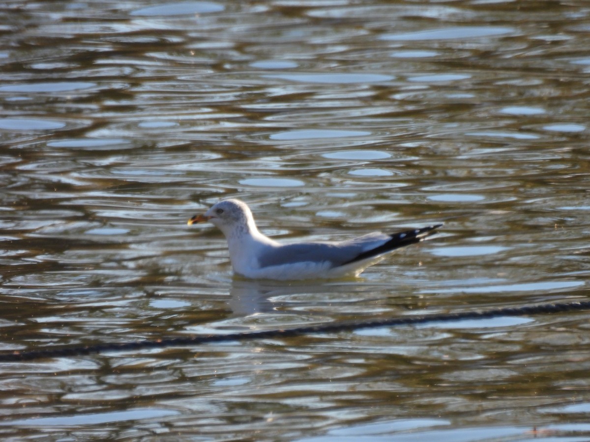Ring-billed Gull - ML646948112