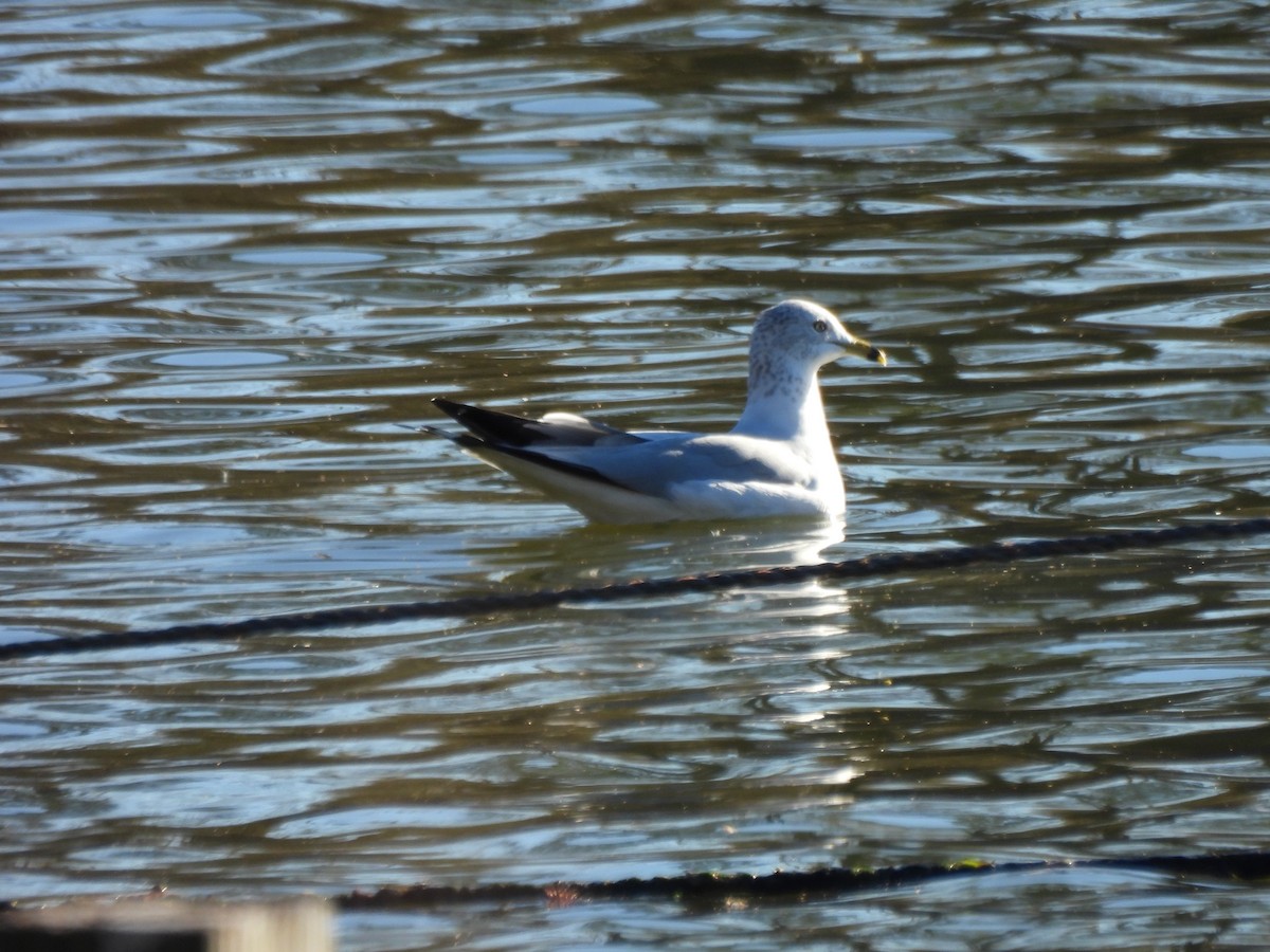 Ring-billed Gull - ML646948113