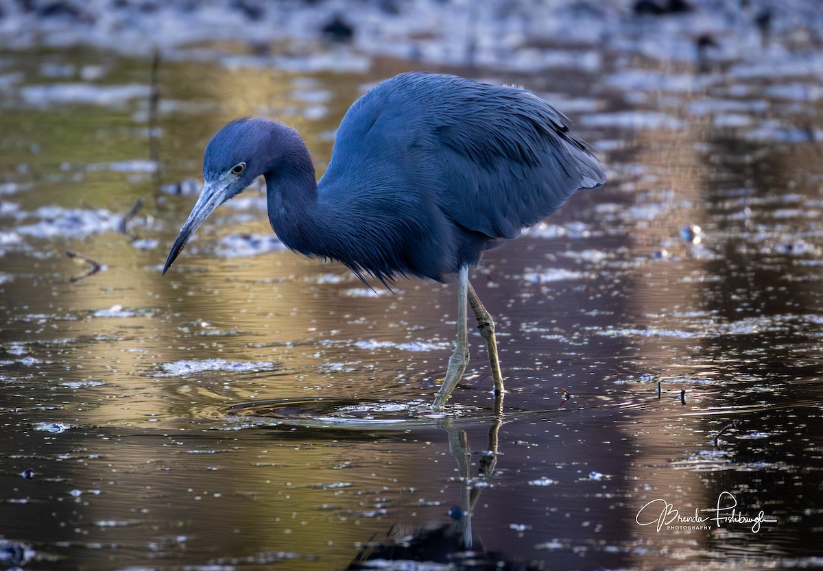 Малая голубая цапля - ML646948114