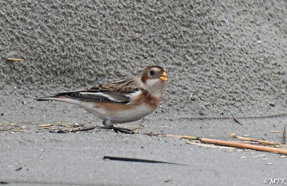 Snow Bunting - ML646948115