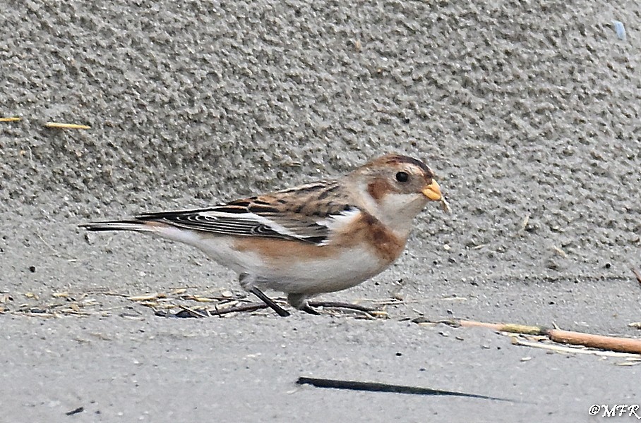 Snow Bunting - ML646948116