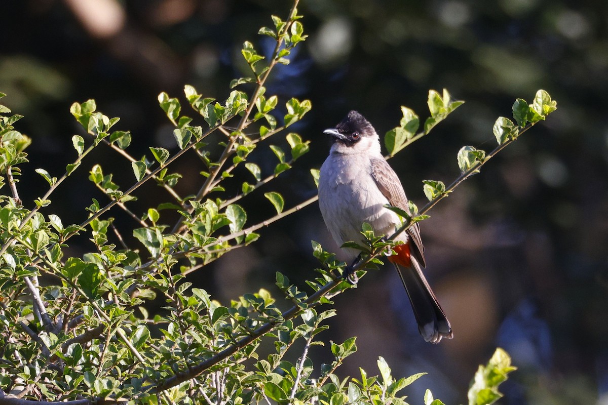 Bulbul urre-ipurdia - ML646948117