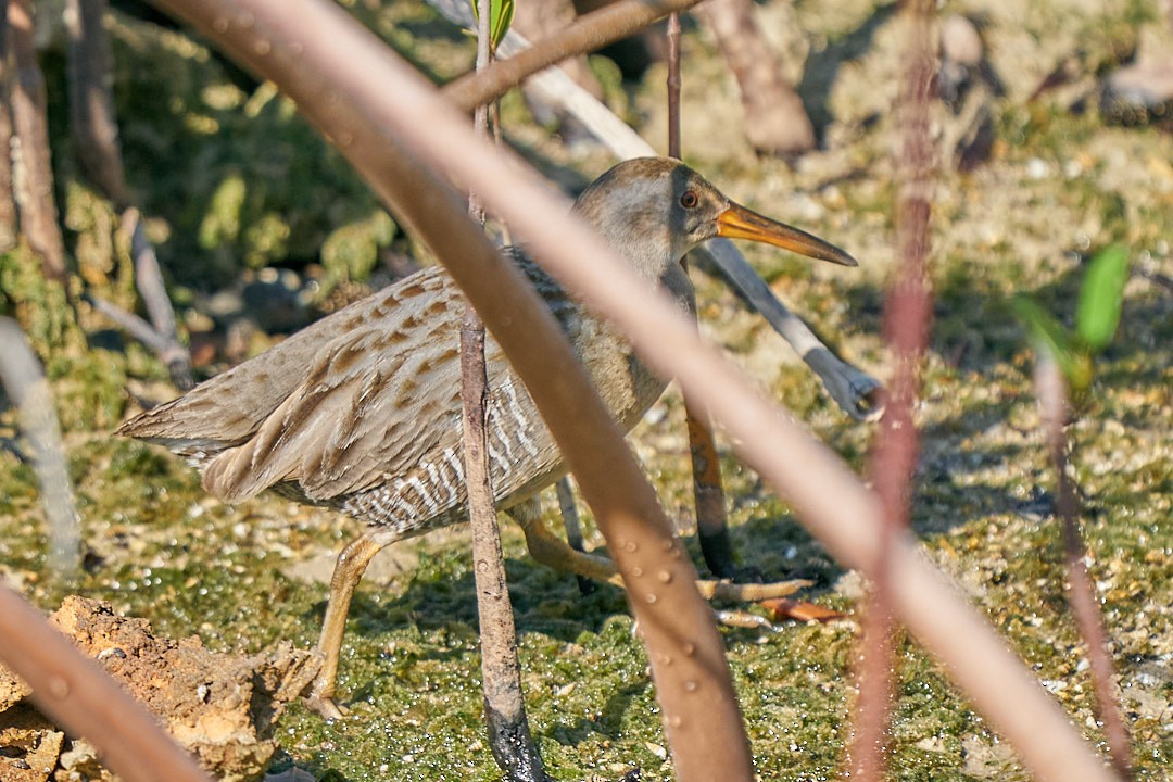 Пастушок узбережний - ML646948118