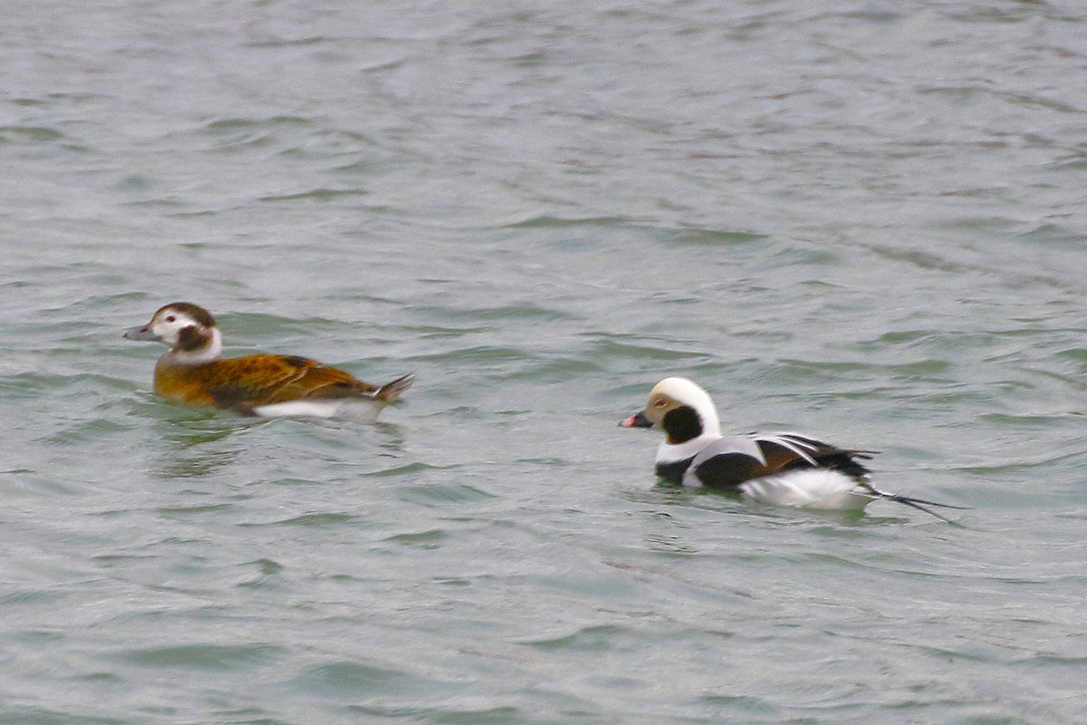 Harelde kakawi - ML646948119