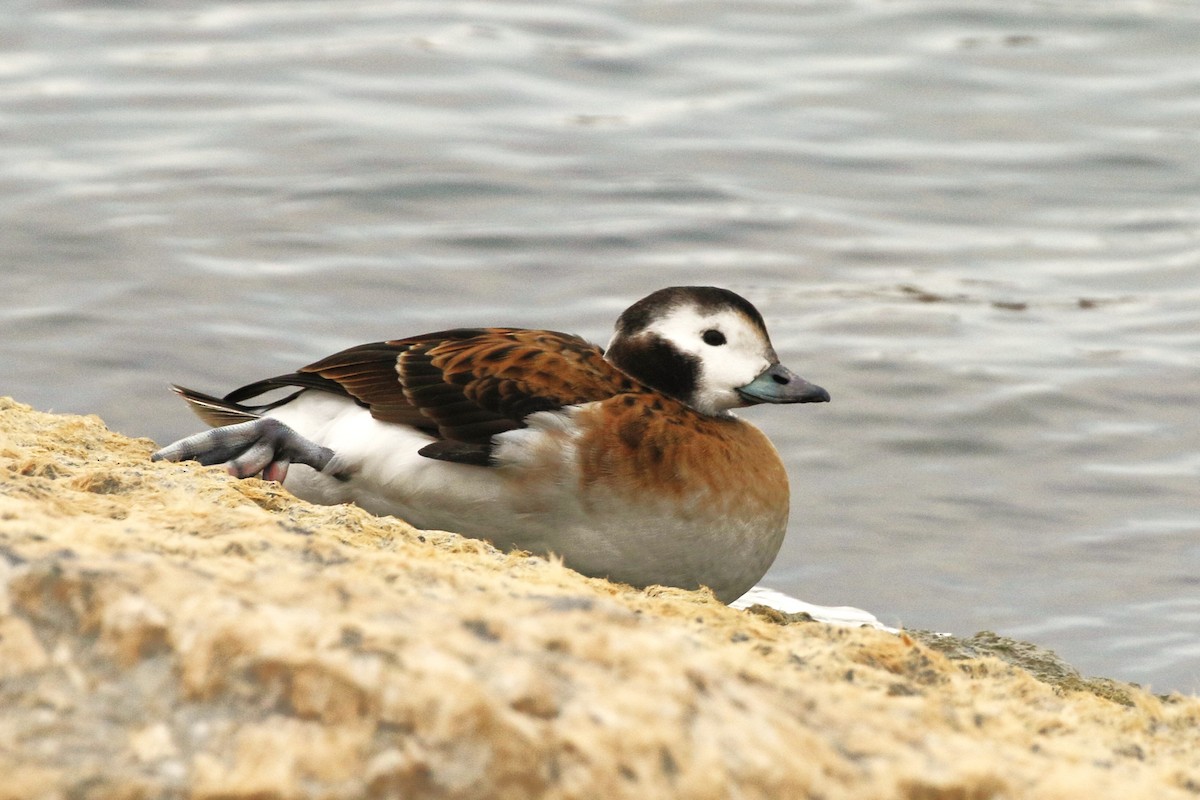 Harelde kakawi - ML646948120