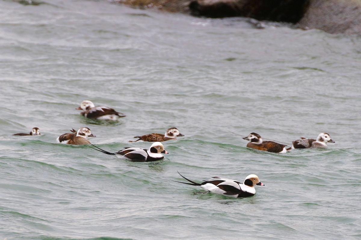 Harelde kakawi - ML646948121