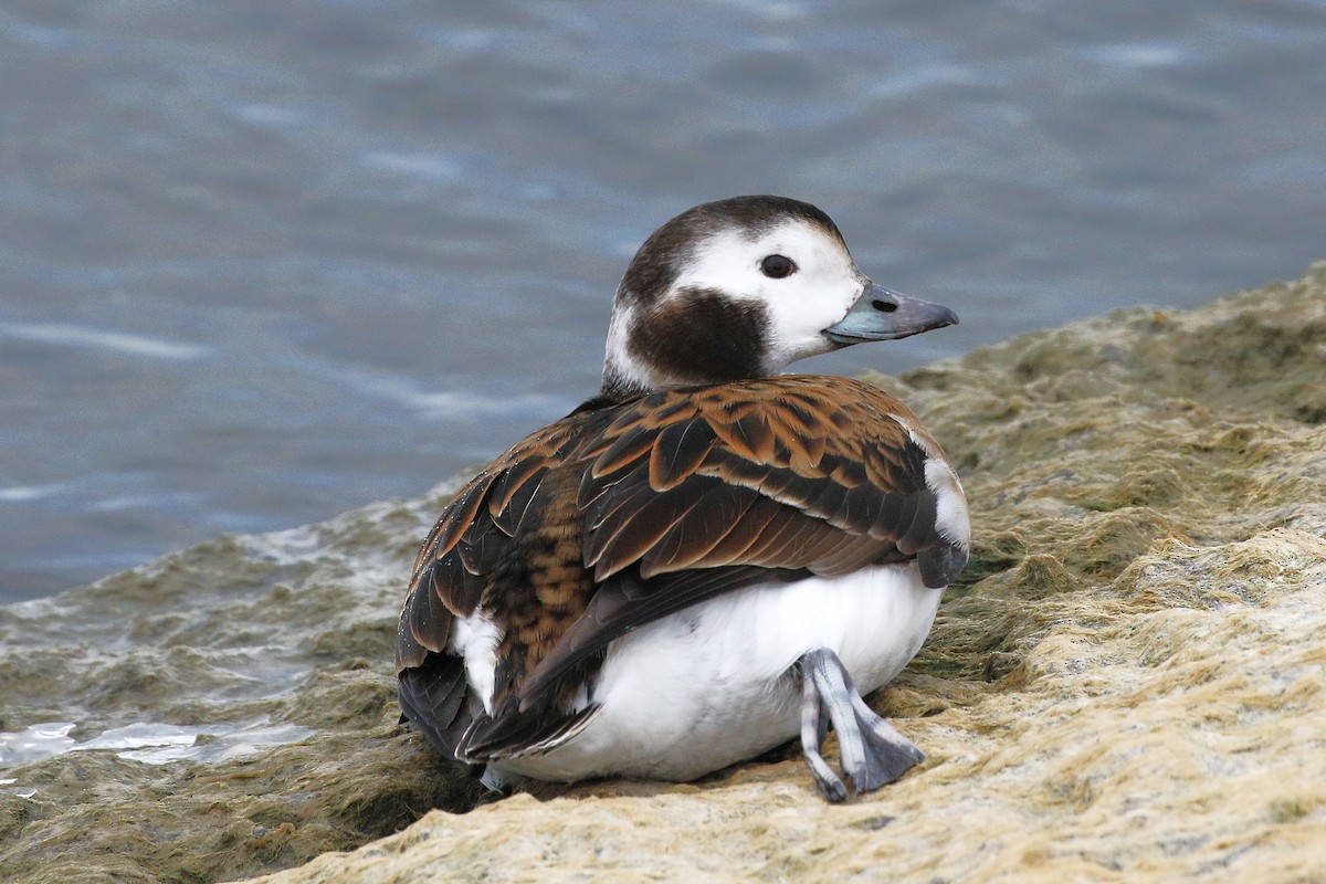 Harelde kakawi - ML646948122