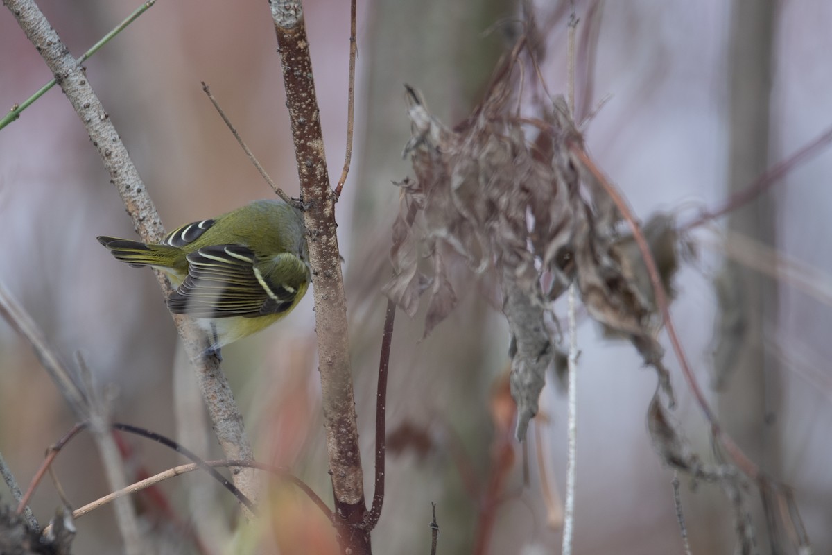 White-eyed Vireo - ML646948130