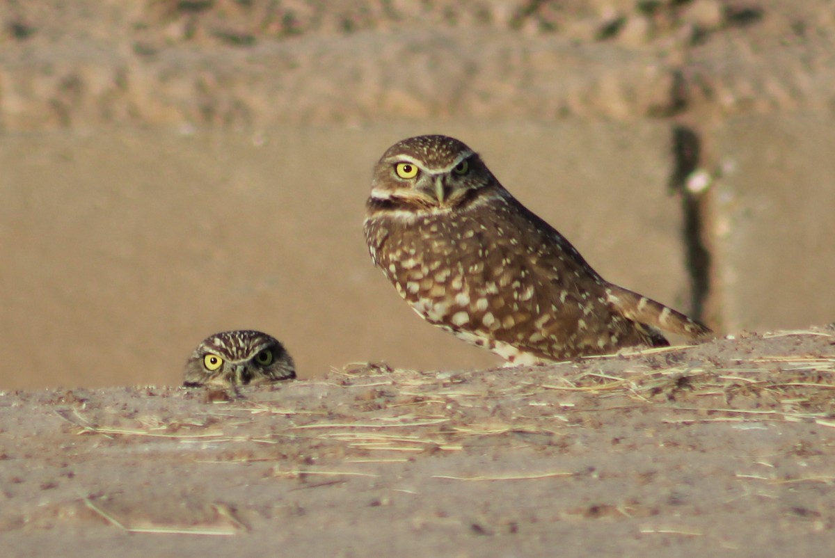 Burrowing Owl - ML646948132