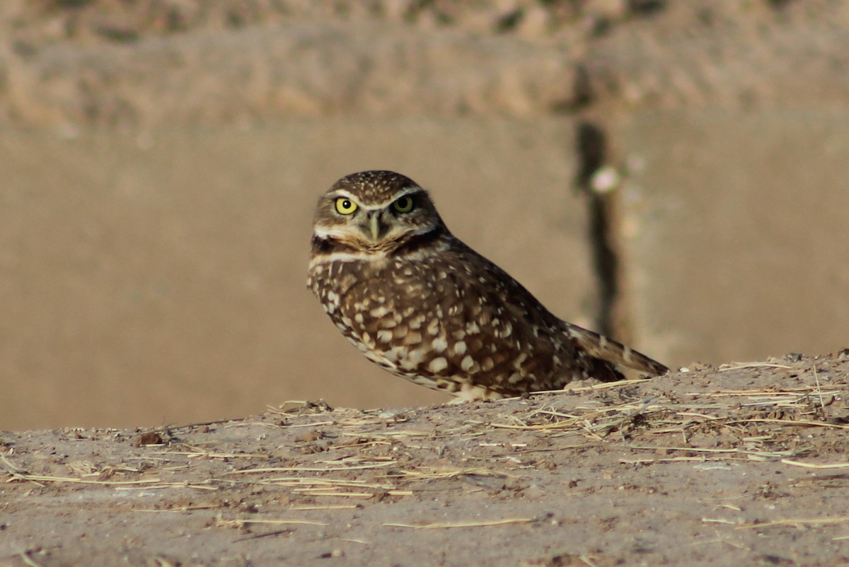 Burrowing Owl - ML646948133
