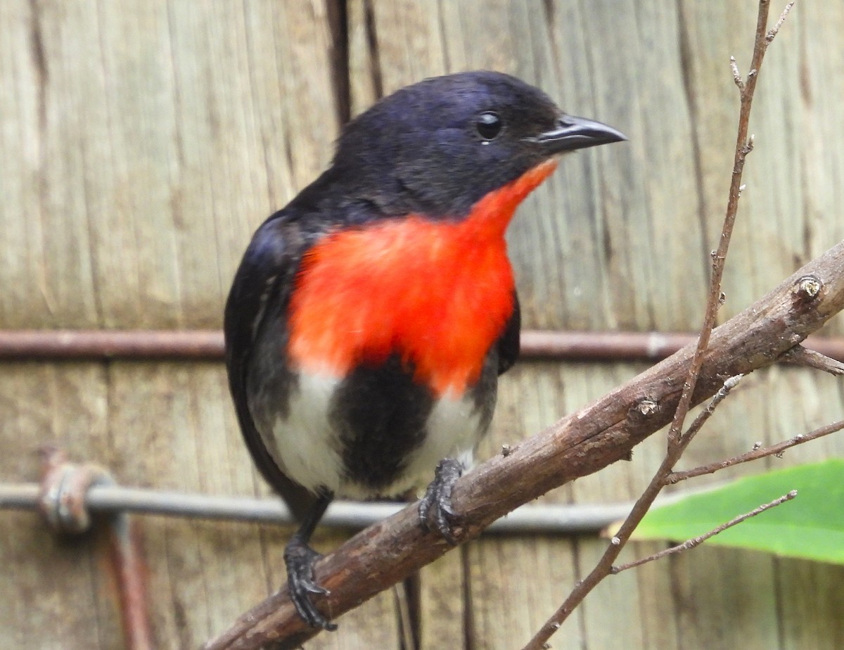 Mistletoebird - ML646948136