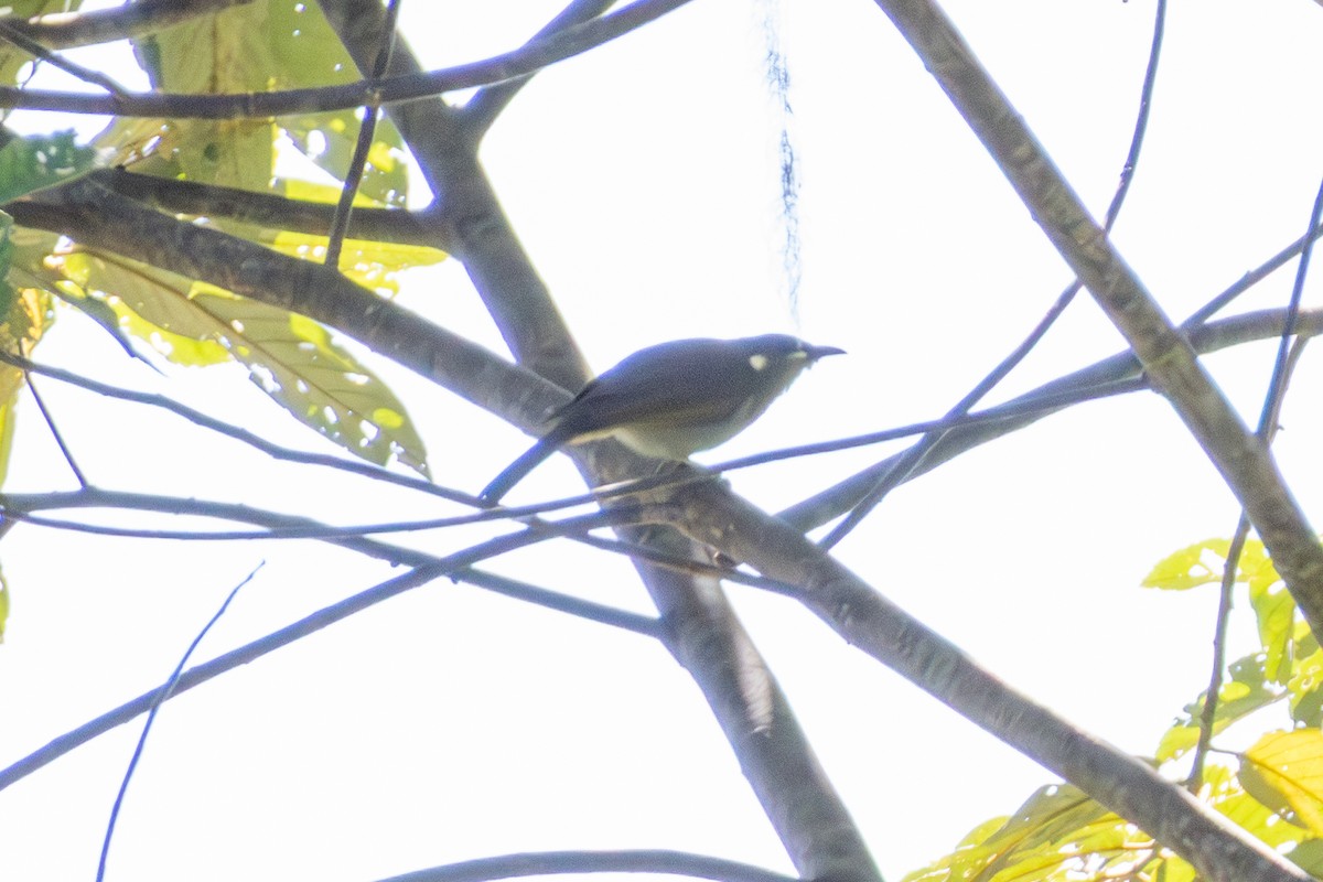 Scrub Honeyeater - ML646948139
